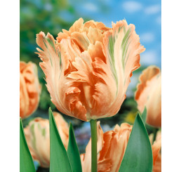 Tulipa ´Apricot Parrot´ / Tulipán, bal. 5 ks, 11/12