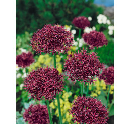 Allium ´Atropurpureum´ / Okrasný česnek tmavopurpurový, bal. 3 ks, 10/12