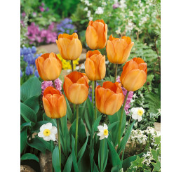 Tulipa ´Daydream´ / Tulipán, bal. 5 ks, 11/12