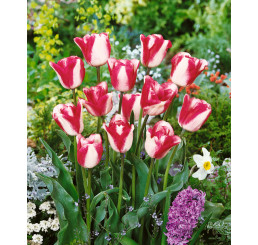 Tulipa ´Mata Hari´ / Tulipán, bal. 5 ks, 11/12