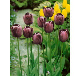 Tulipa ´Queen of Night´ / Tulipán ´Královna noci´, bal. 5 ks, 11/12