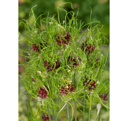 Allium vineale ´Hair´ / Okrasný česnek, bal. 5 ks, 5/+