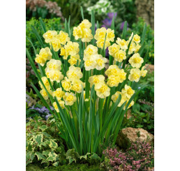 Narcis ´Yellow Cheerfulness´, bal. 5 ks, 12/14