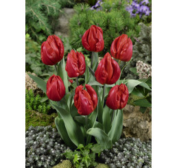 Tulipa ´Red Hunter´ / Tulipán, bal. 5 ks, 6/+