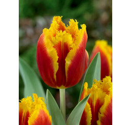Tulipa ´Davenport´ / Tulipán, bal. 5 ks, 12/+