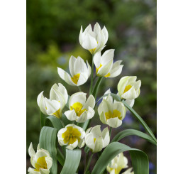 Tulipa ´Polychroma´ / Tulipán, bal. 5 ks, 6/+