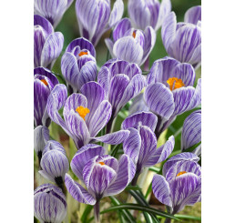 Crocus ´Pickwick´ / Velkokvětý krokus, bal. 15 ks, 8/9