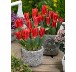 Tulipa ´Scarlet Baby´ / Tulipán, bal. 5 ks, 11/12