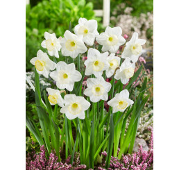 Narcis ´Frosty Snow´ / Narcis, bal. 5 ks, 12/14