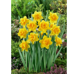 Narcis ´Queen´s Day´ / Narcis, bal. 5 ks, 12/14