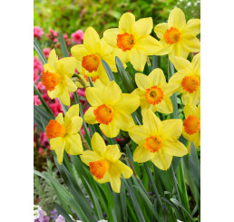 Narcis ´Red Devon´ / Narcis, bal. 5 ks, 12/14