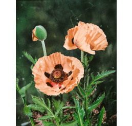 Papaver orientale ´Victoria Luise´/ Mák východní, K9