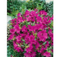 Rhododendron ´Blau Danube´ / Pěnišník fialový, C3