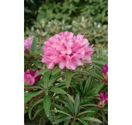 Rhododendron hybridum ´Graziella´ / Pěnišník růžový, 30-40 cm, C5