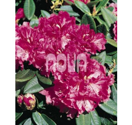 Rhododendron hybr. ´Catawbiense Purple´ / Pěnišník růžovofialový, K9