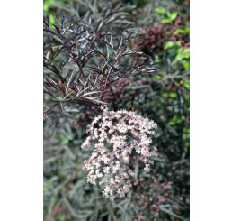 Sambucus nigra ´Eva Black Lace´/ Bez černý, 30-40 cm, C3