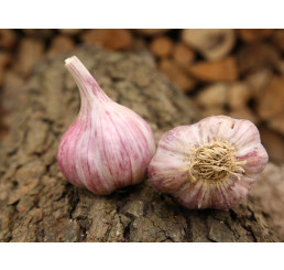 Allium sativum ´Slavin II´ / Sadbový česnek, bal. 3 hlaviček, 125 g