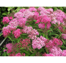 Spiraea bumalda ´Anthony Waterer´ / Tavolník nízký, 20-25 cm,K9