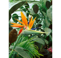 Strelitzia reginae / Strelície královská, K9