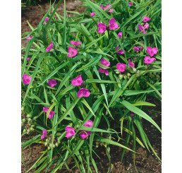 Tradescantia ´Rubra´ / Podeňka, C1