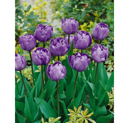 Tulipa ´Blue Diamond´ / Tulipán, bal. 5 ks, 11/12