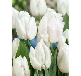 Tulipa ´White Prince´ / Tulipán, bal. 5 ks, 11/12