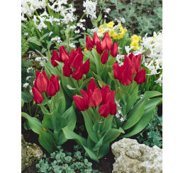 Tulipa praestans ´Zwanenburg´ / Tulipán, bal. 5 ks, 9/+