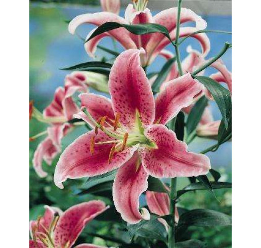 Lily 'Defender Pink