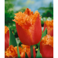 Tulipa ´Lambada´ / Tulipán, bal. 5 ks, 11/12