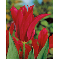 Tulipa ´Dolls Minuet´ / Tulipán, bal. 5 ks, 12/+