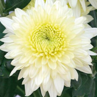 Dendranthema x indicum / Chrysanthemum ´Gompie White´ / Chryzantéma / Listopadka indická, K9