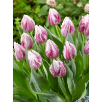 Tulipa ´Flaming Prince´ / Tulipán, bal. 5 ks, 11/12