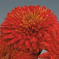 Dendranthema x indicum / Chrysanthemum ´Majola´ / Chryzantéma / Listopadka indická, K9