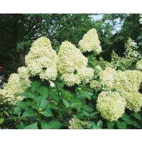 Hydrangea paniculata ´Limelight´ / Hortenzie latnatá, 40-50 cm, C3