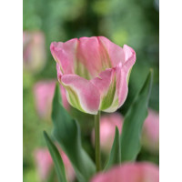 Tulipa ´Groenland´ / Tulipán, bal. 5 ks, 11/12