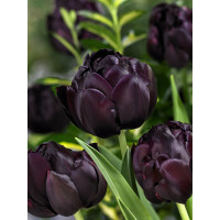 Tulipa ´Black Hero´ / Tulipán, bal. 5 ks, 11/12