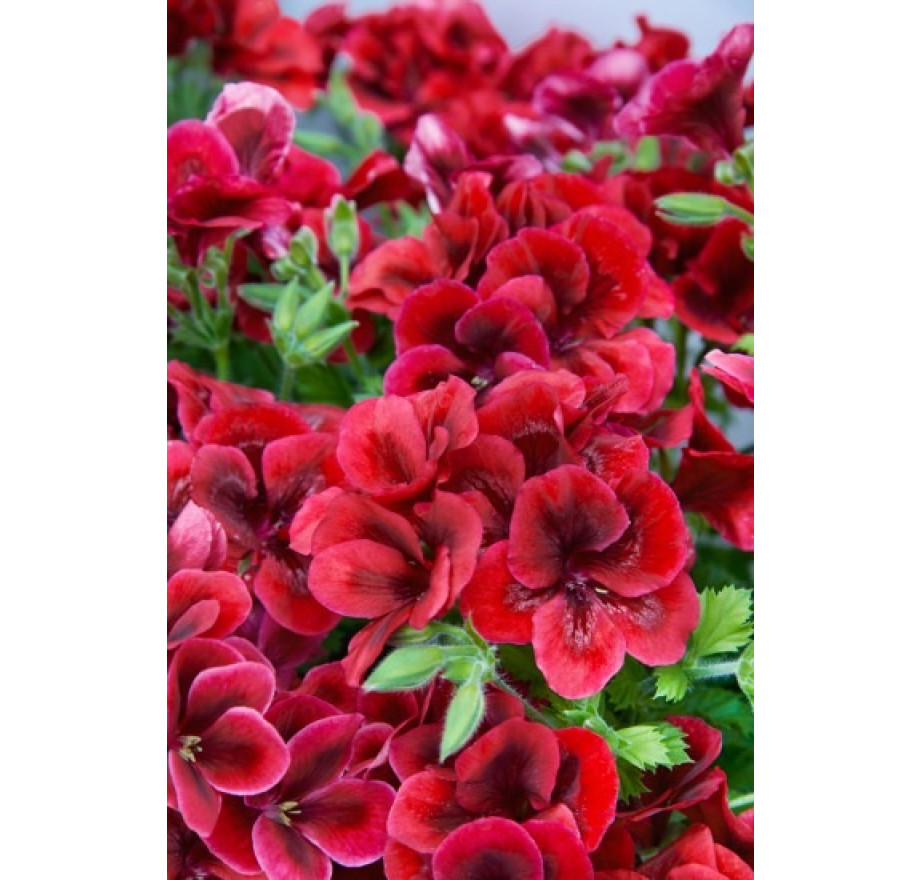 Pelargonium grandiflorum Clarion®Bright Red´ , Muškát velkokvětý, bal