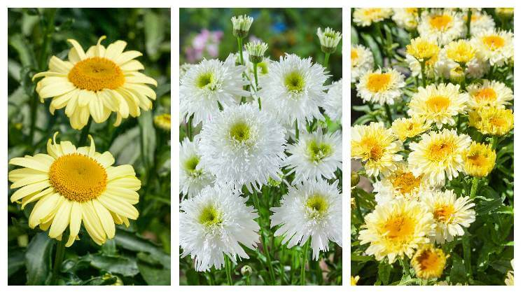 Leucanthemum - Kopretina