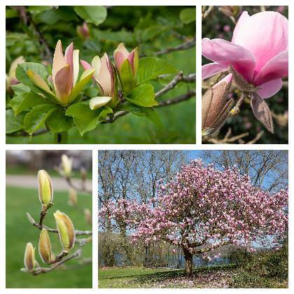 Pěstováni magnolie