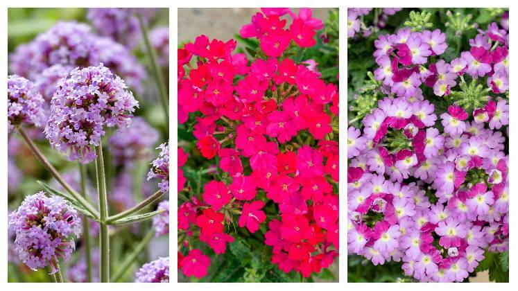 Detail květin verbeny ve fialové, červené a světle fialové barvě